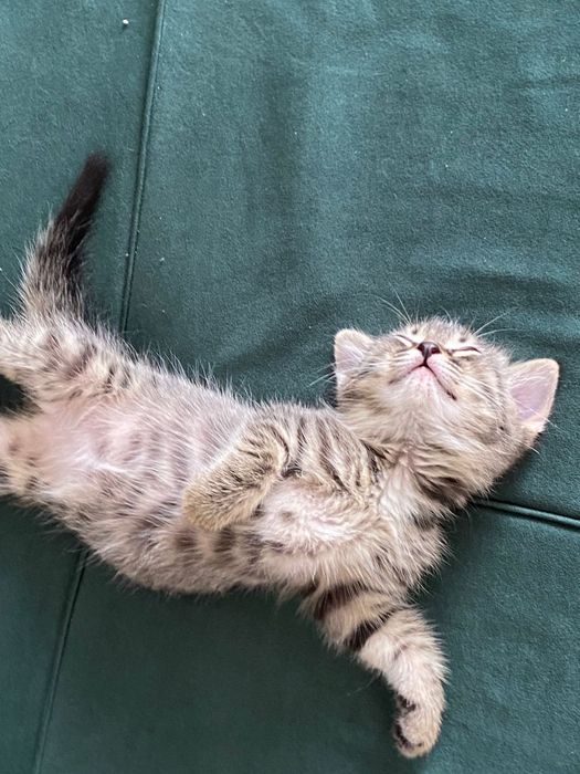 Кошка.         .