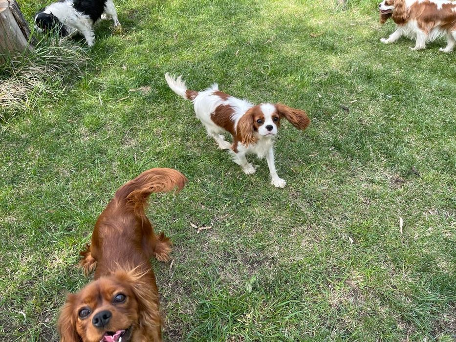 Продаётся девочка кавалер кинг чарльз спаниель