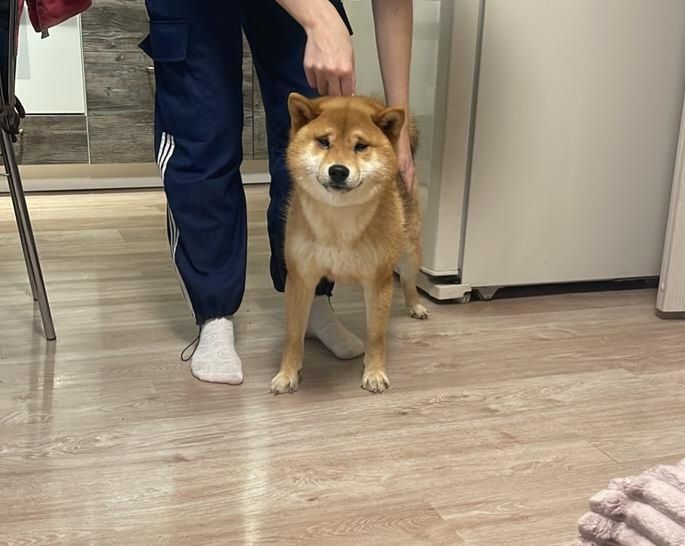 Шикарный мальчик породы сиба ину