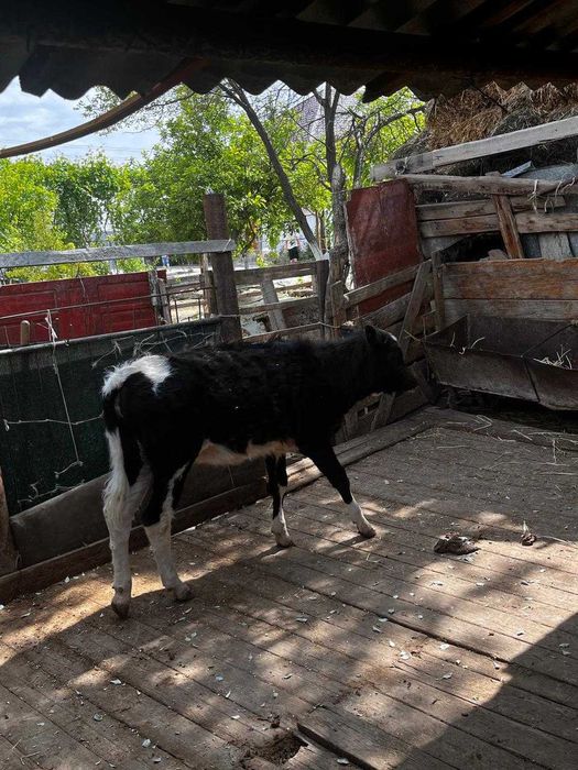 Баспак сатыладыыы