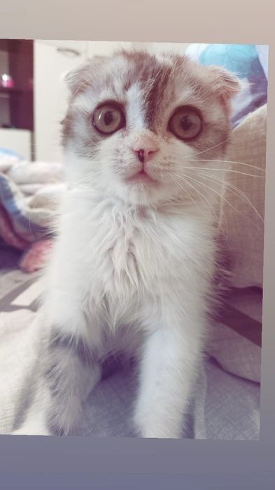 Отдам бесплатно котёнка