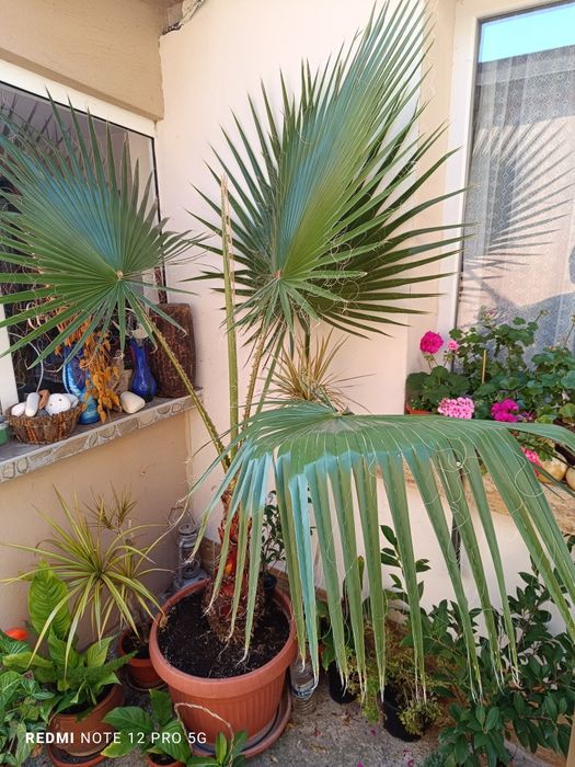 Палма               ..