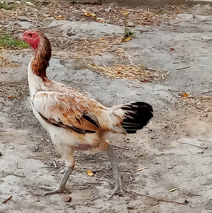 Dakan Tovuq,  продаём курица