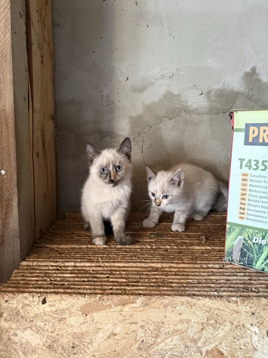 Ofer spre adopție pisicuță și motănel jucăuși