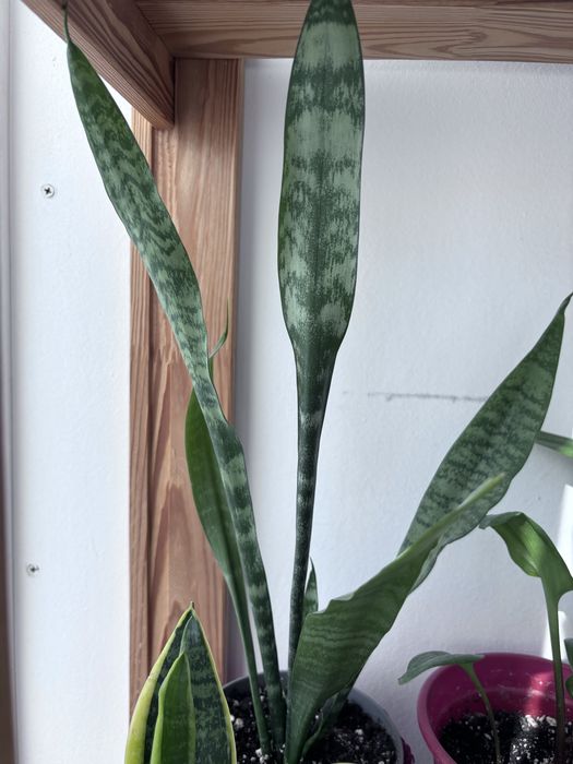 Продам цветы комнатные