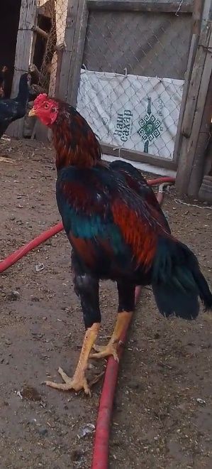 Продам Вьетнамца хороших кровей!