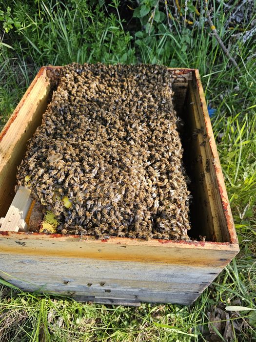 Familii de albine si roiuri de vanzare