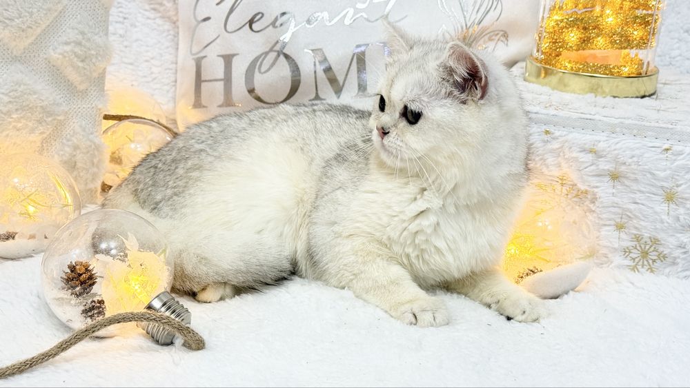 Серебристая шиншилла