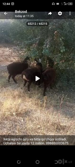 Ikkta egizchi qoʻy va bitta qoʻchqor sotiladi.