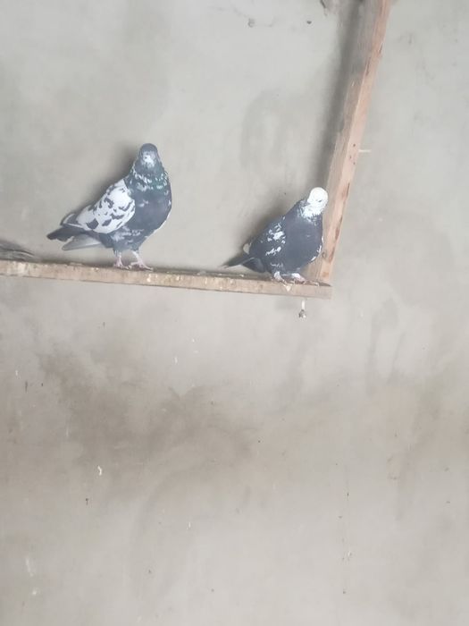 Продам голубей..