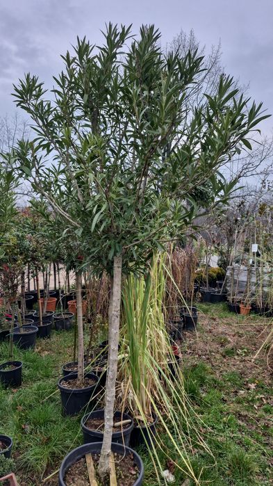 Maslin tuia  brazi plante