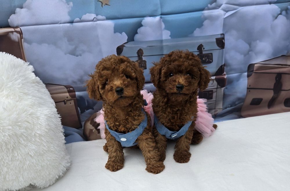 Пудел той Poodle toy с родословие