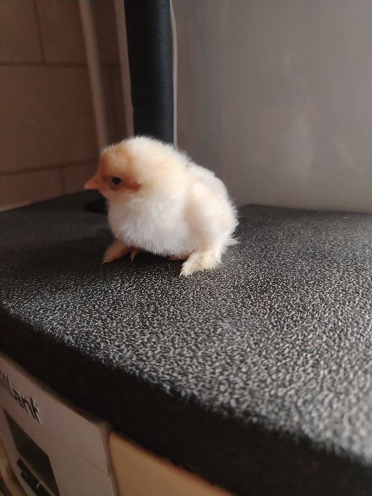 Pui brahma pe diferite culori!