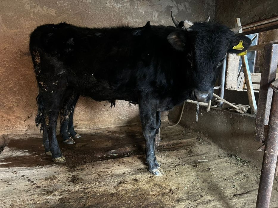 Продам телку жирную