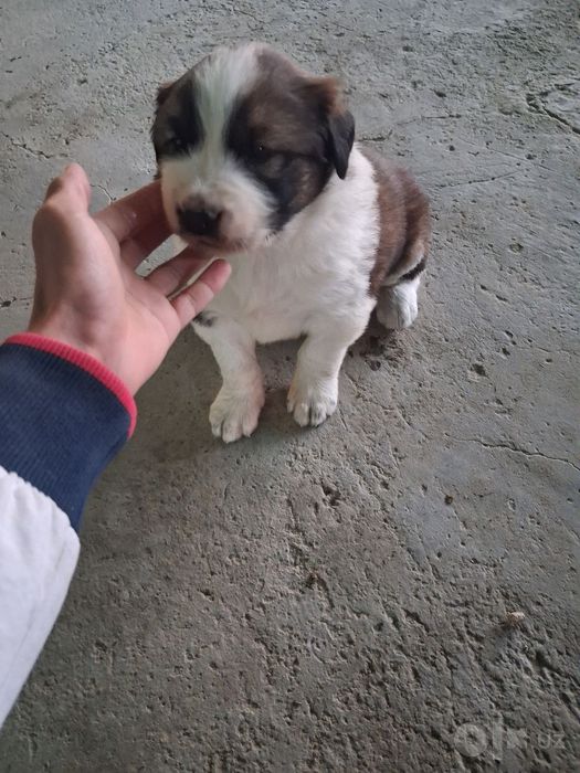 Alabay zotli it bolalari