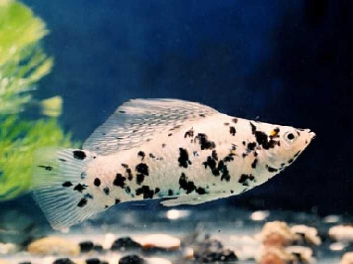 Аквариумные рыбки в Аква-Зоо Салоне "Посейдон" !!!