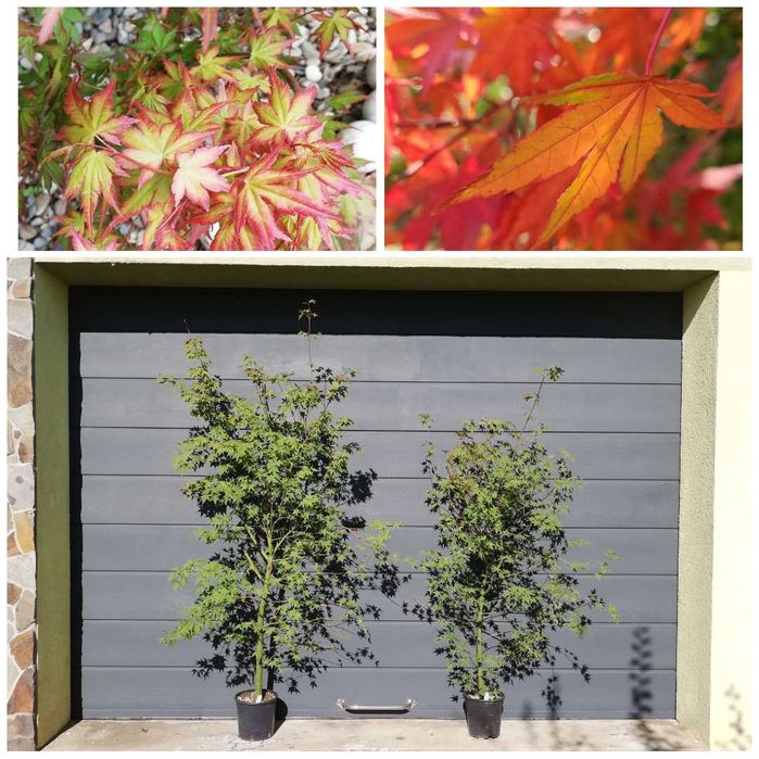 Artar Japonez Rosu (altoit) Bloodgood SumiNagashi RedEmperor