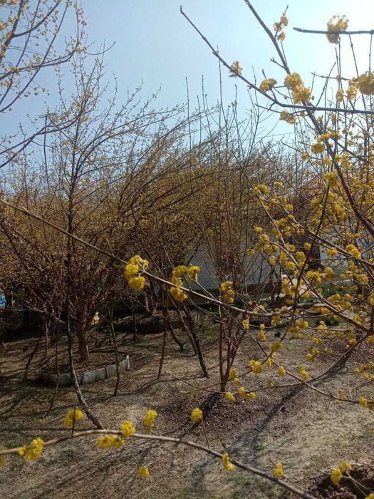 Кизил саженцы со своего участка