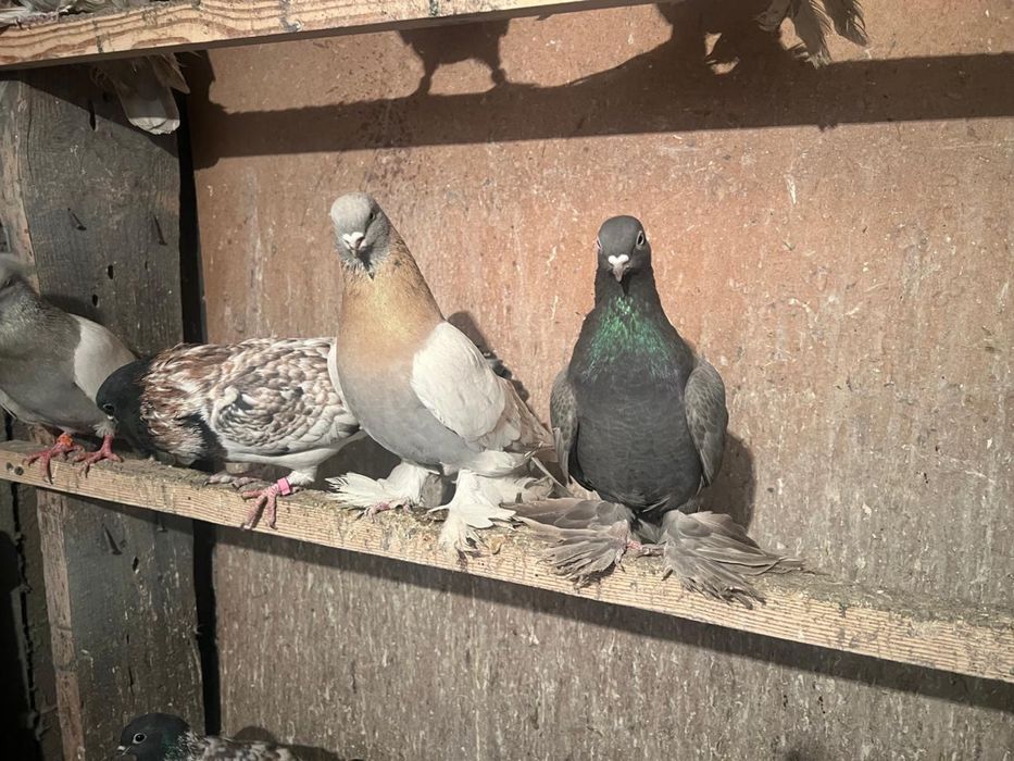 Продам голубей бакинцы