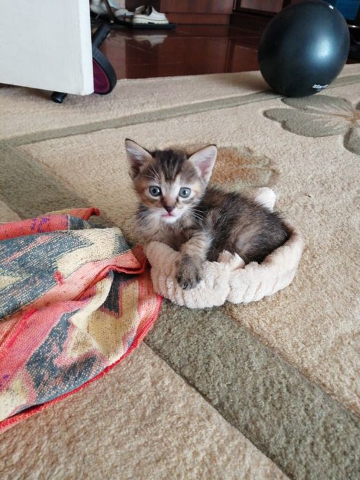 Котята в добрые руки Срочно