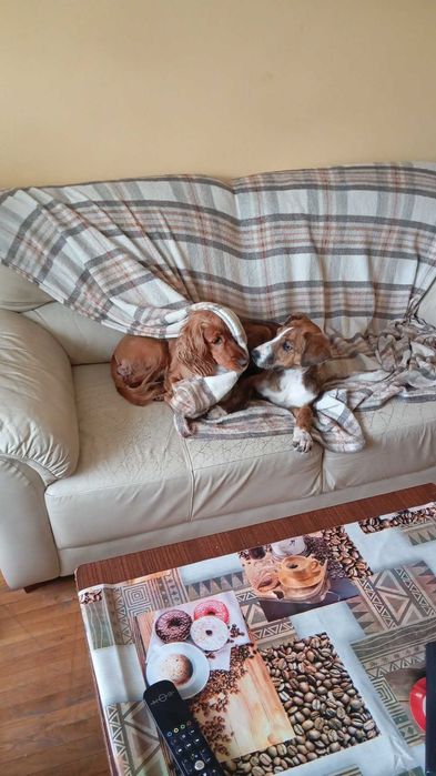 Женско куче на 5 месеца. МОЛЯ ПРОЧЕТЕТЕ ОПИСАНИЕТО!!!