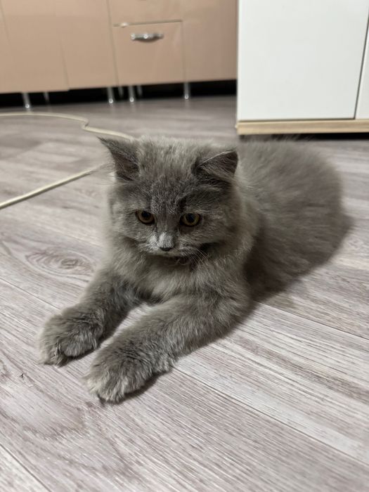 Котенок длинношерстный британец