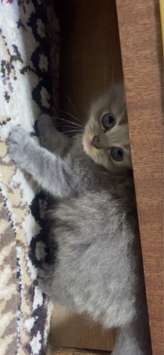 Чистокровные скоттиш страйт котята