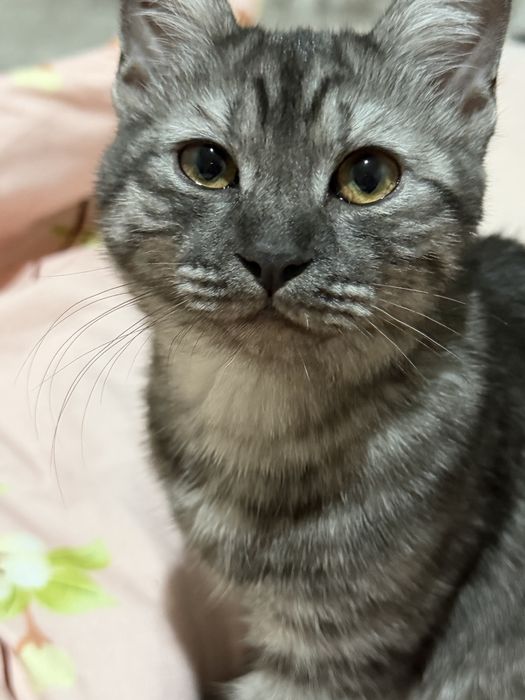 Шатлский мысык..