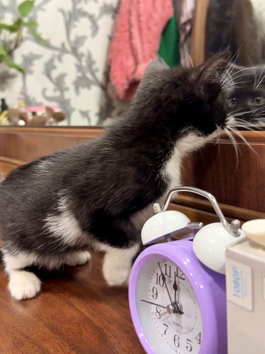 2 ойлик латок билади корм йиди