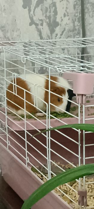Продаю морскую свинку