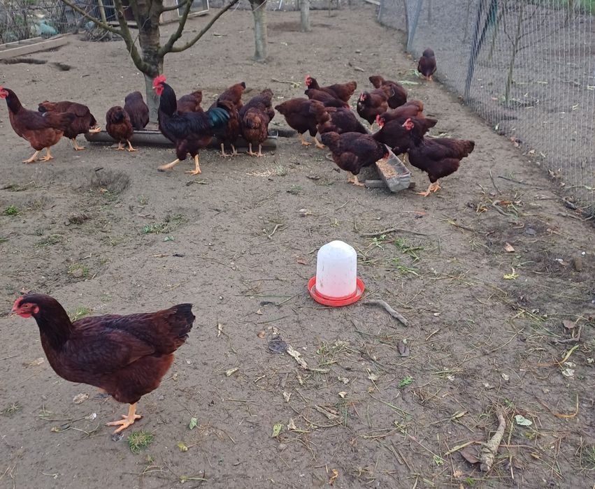 Oua pentru incubat. Rhode Island și  Barnevelder