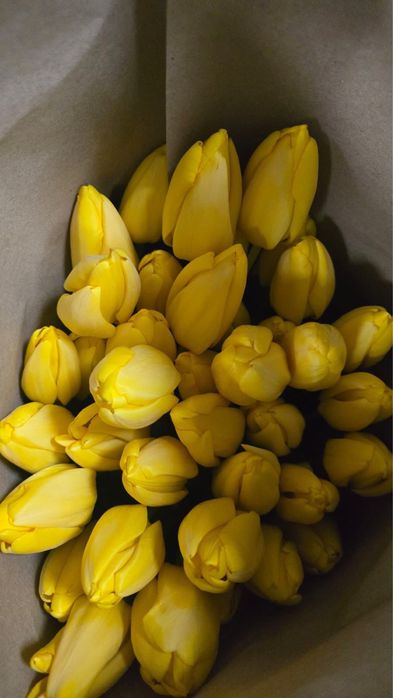 Тюльпан сорт гигант