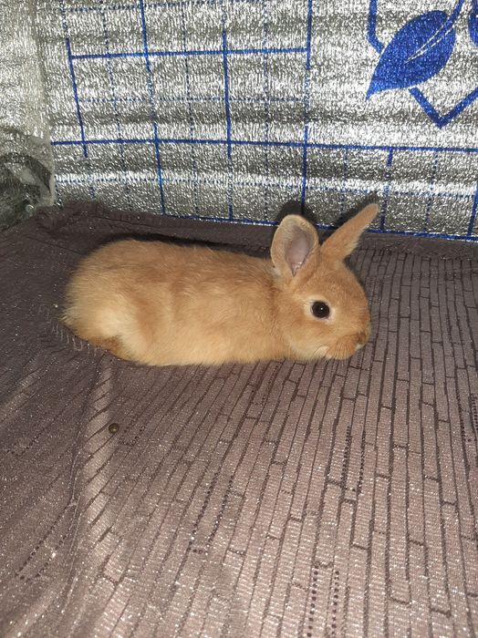 Karlik tikka quloq kotta bòmidigan quyoncha