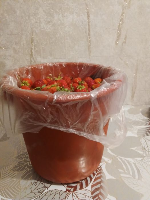 Клубника дачная 5л