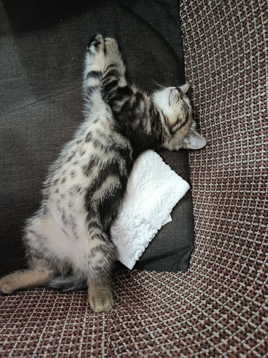 котенок скоттиш страйт