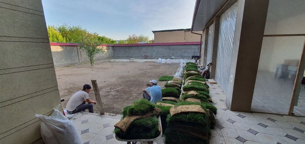 Газон рулонный жонсин виши