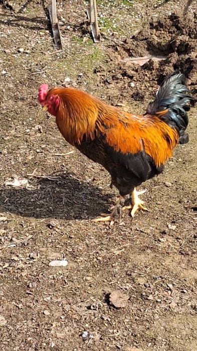 Xõroz Sotiladi Damshni Kilosi 3500