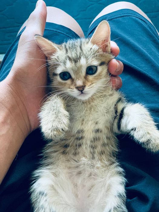 Рыжие котята !!!