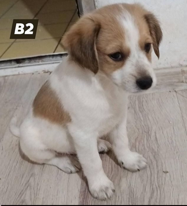 Oferim pentru adoptie catelusi metis-terrier talie mica 6 săptă