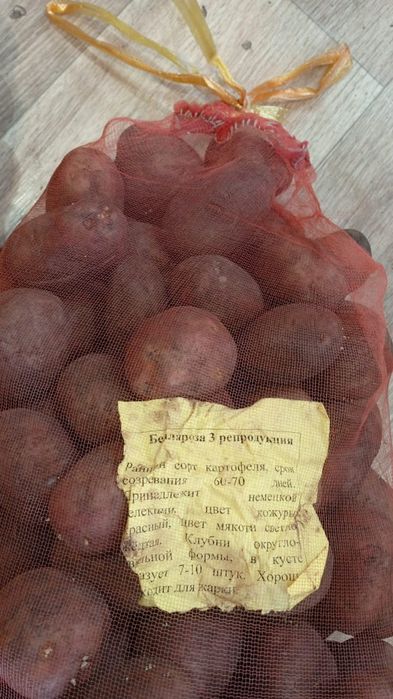 Продам семяную картошку