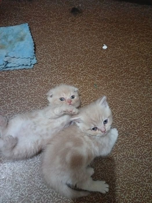 Katta kokrakli seksual oqituvchilar