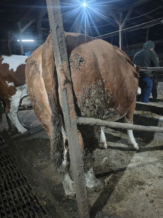 De vanzare  doua vaci