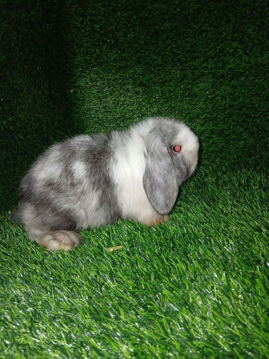 Quyonchalar. Dekaratif quyonlar