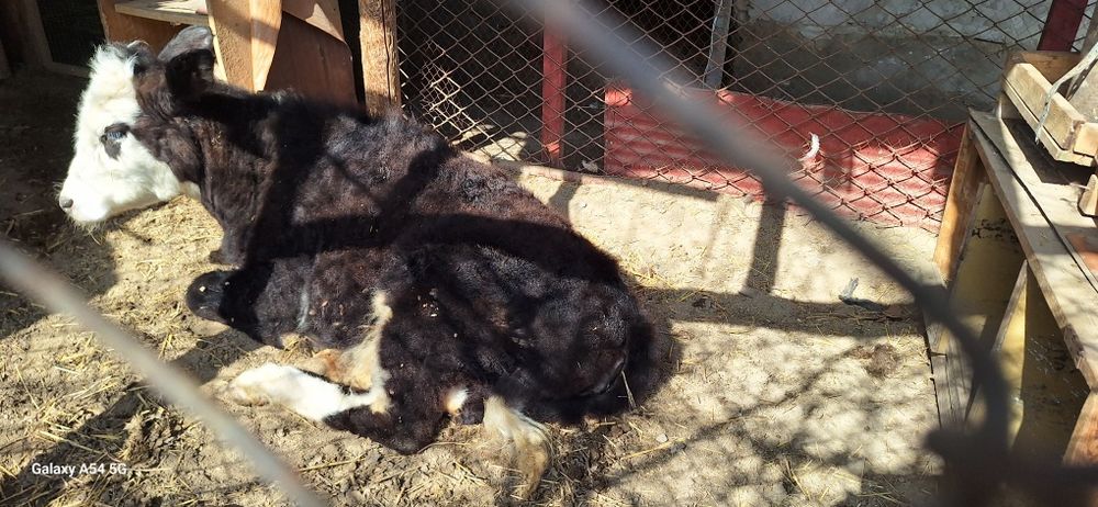 Ургашы бузау сатылымда