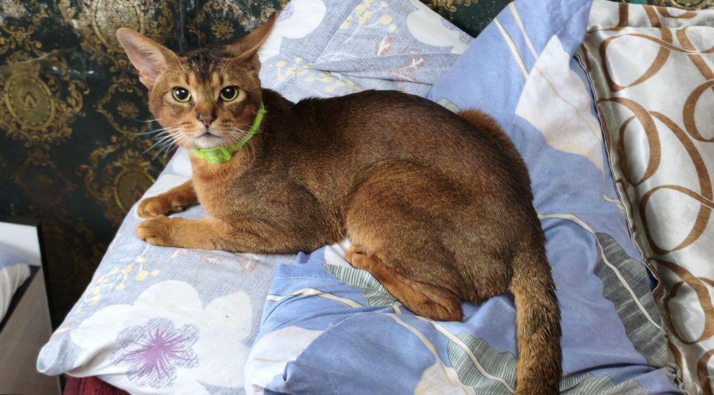 Абесинец дикий  "ВЯЗКА"