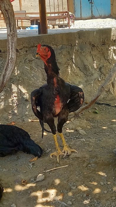 Dakang juja xuroz sotiladi