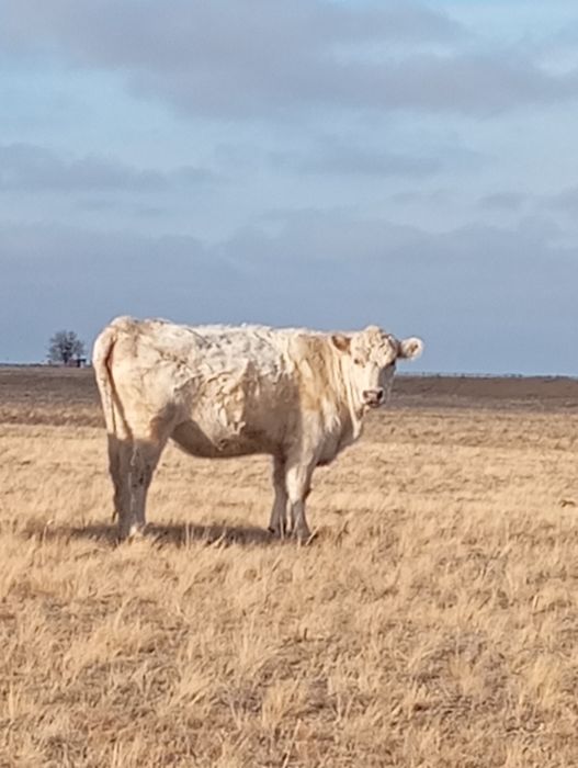 Продаются коровы