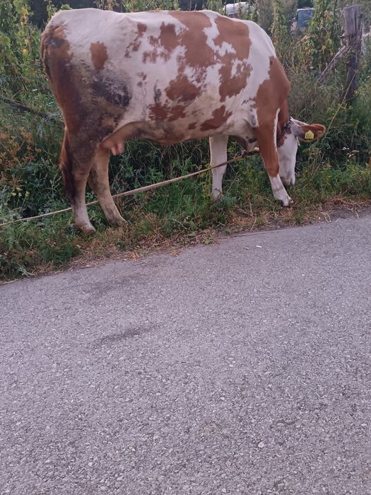 De vânzare 2 vaci dinere