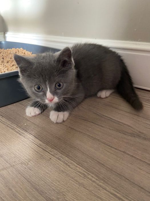 Котенок британский, Зовут Том бесплатно