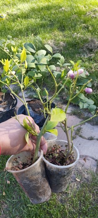 Лимоны цаетущие с плодами плюс подарок